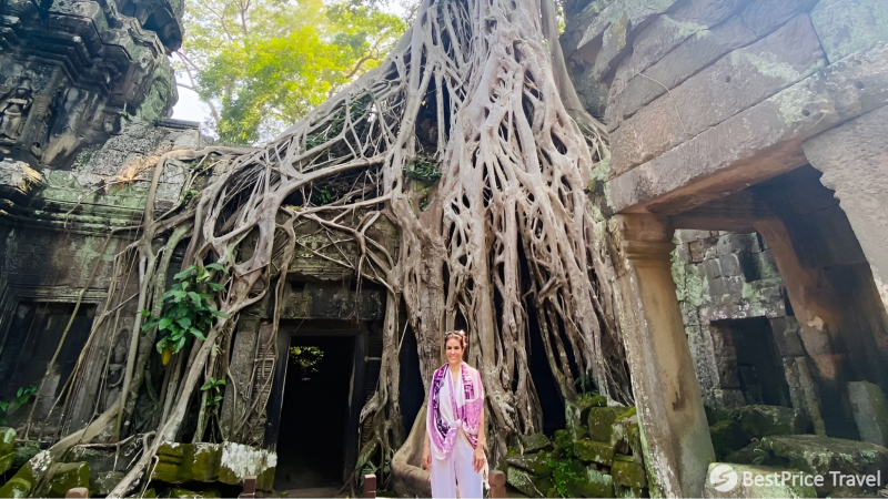 Day 4 Take A Look At The Enormous Tree Roots At Ta Prohm